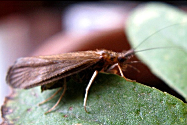 Lepidostoma hirtum o Georidae?